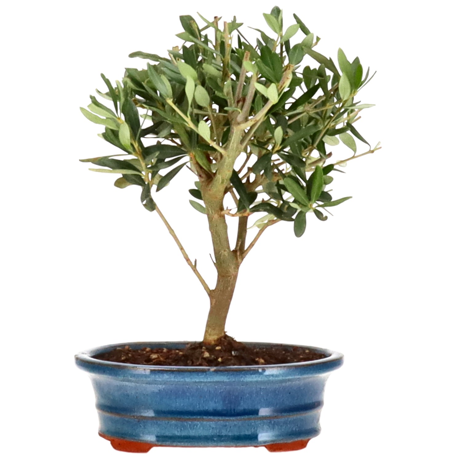 Olive tree, approx. 7 y. (23 cm)