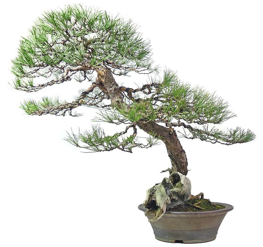 Pinus sylvestris, env. 60 ans (87 cm)