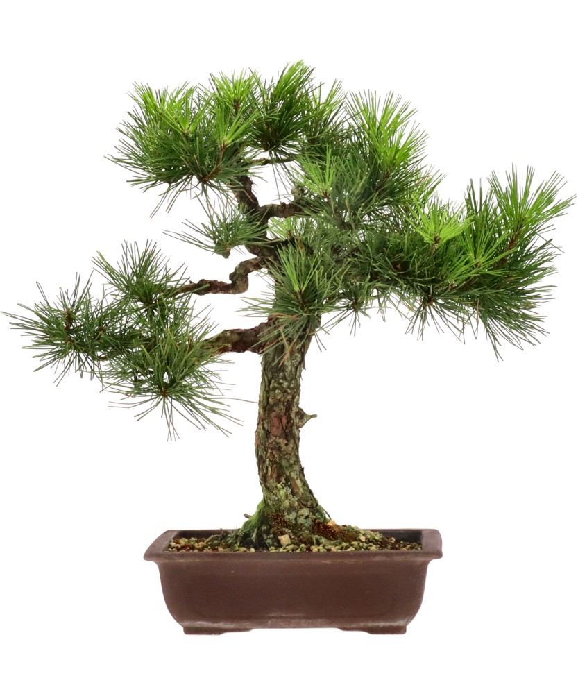 Japanese black pine, approx. 20 y. (46 cm)