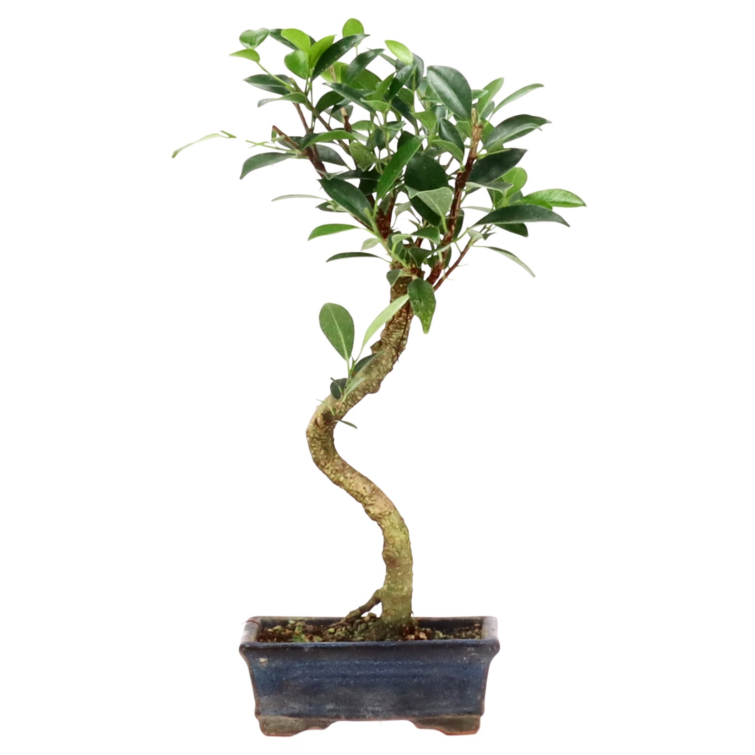 Indian Laurel, approx. 7 y. (32 cm)