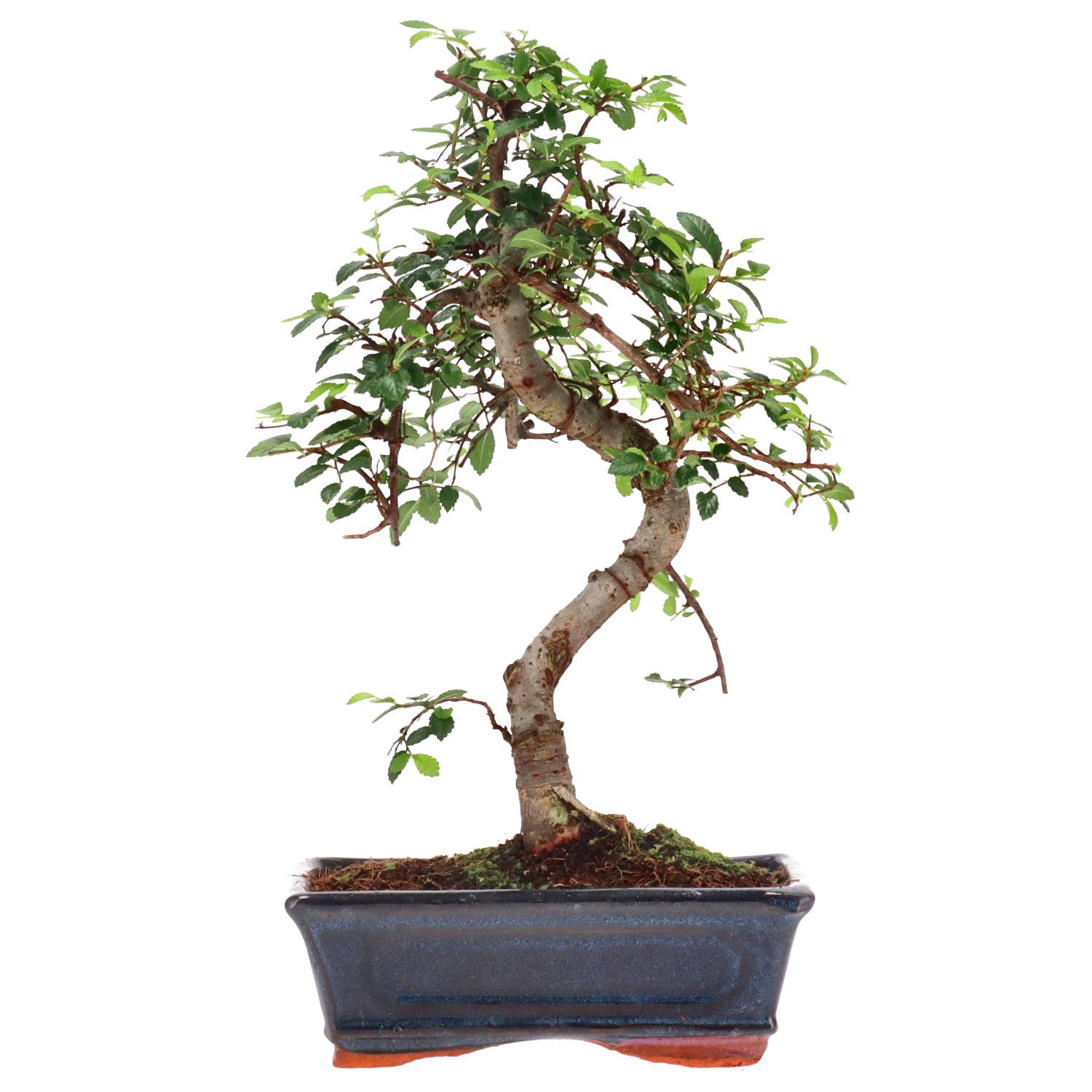 Chinese elm, ca. 9 y. (31 cm)