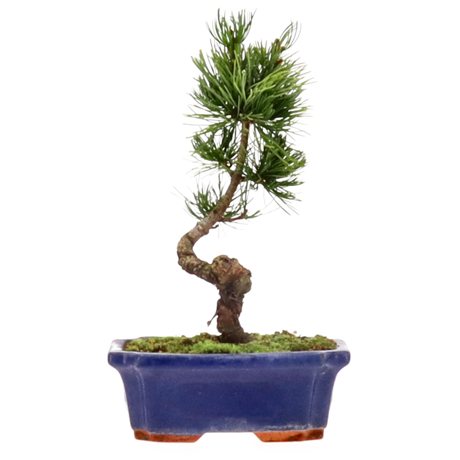 Japanese white pine, approx. 10 y. (25 cm)