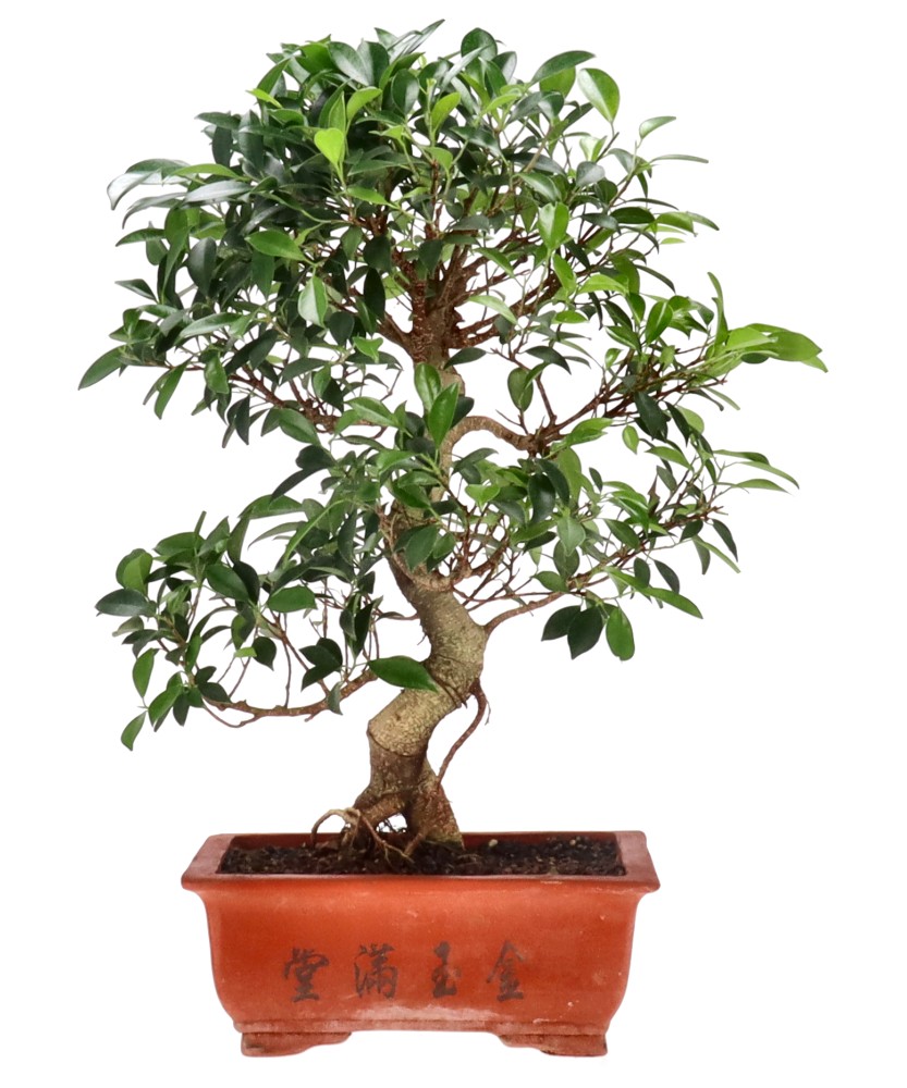 Ficus Retusa, env. 16 ans (55 cm)