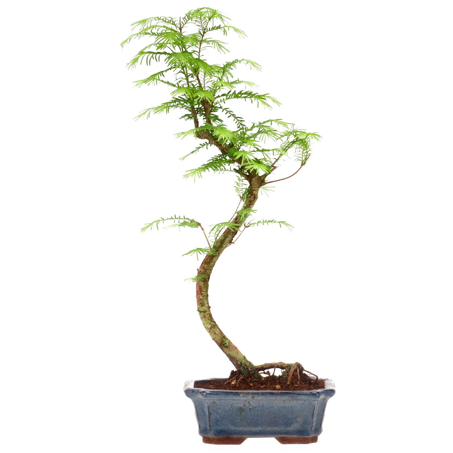 Metasequoia glyptostroboides, env. 5 ans (35 cm)